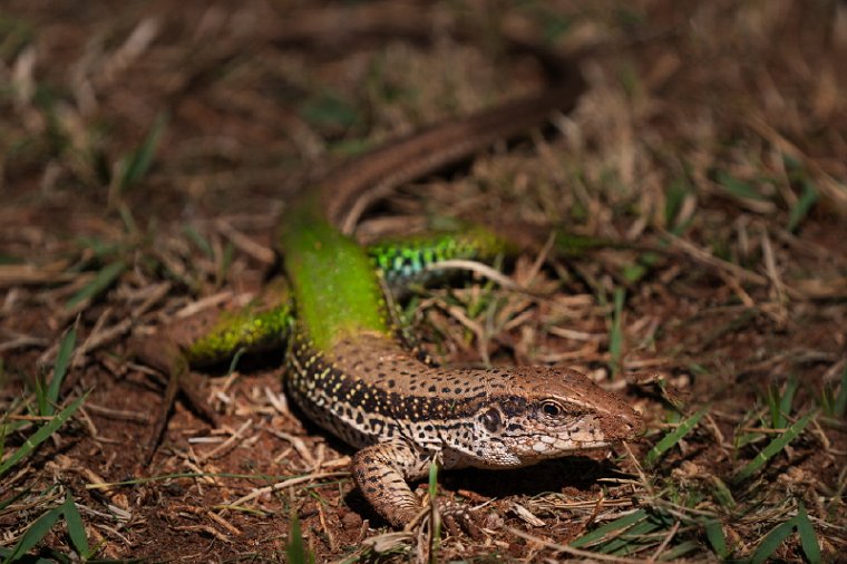 144 Zuid Pantanal, amazone tejuhagedis.jpg